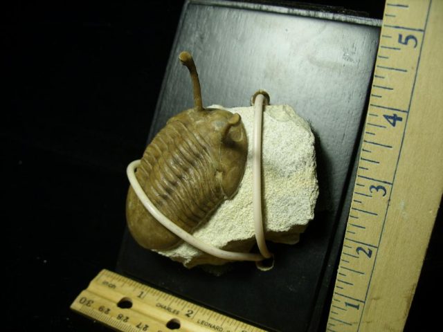 Fossilized Trilobite – Arthropod (044821n) - Image 2