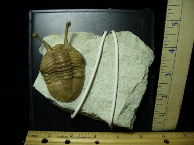 Fossilized Trilobite – Arthropod (044821p)
