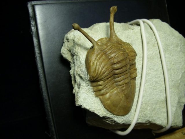 Fossilized Trilobite – Arthropod (044821p) - Image 2
