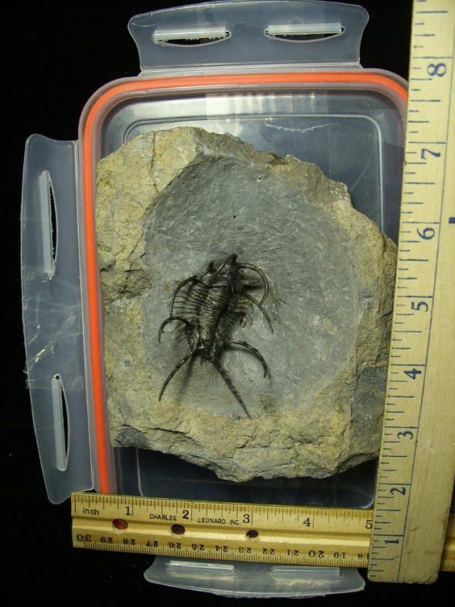 Fossilized Ceratarges Trilobite  (041621h).....ON HOLD for Jim S 07/06/21 - Image 3