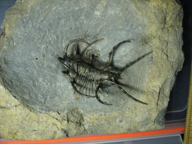Fossilized Ceratarges Trilobite  (041621h).....ON HOLD for Jim S 07/06/21 - Image 2