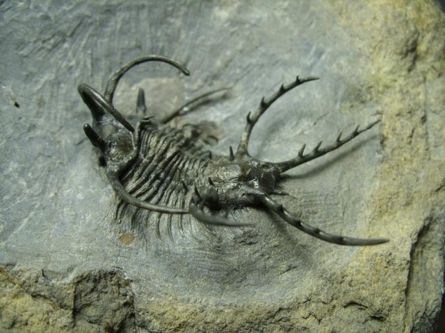 Fossilized Ceratarges Trilobite  (041621h).....ON HOLD for Jim S 07/06/21