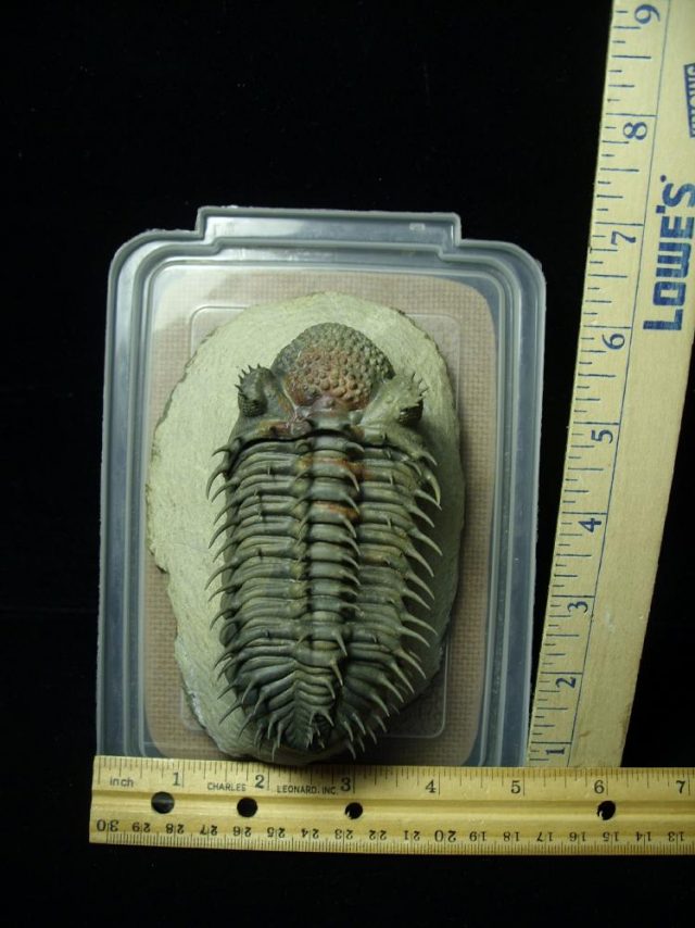 Drotops Trilobite – Arthropod (041621m) - Image 5