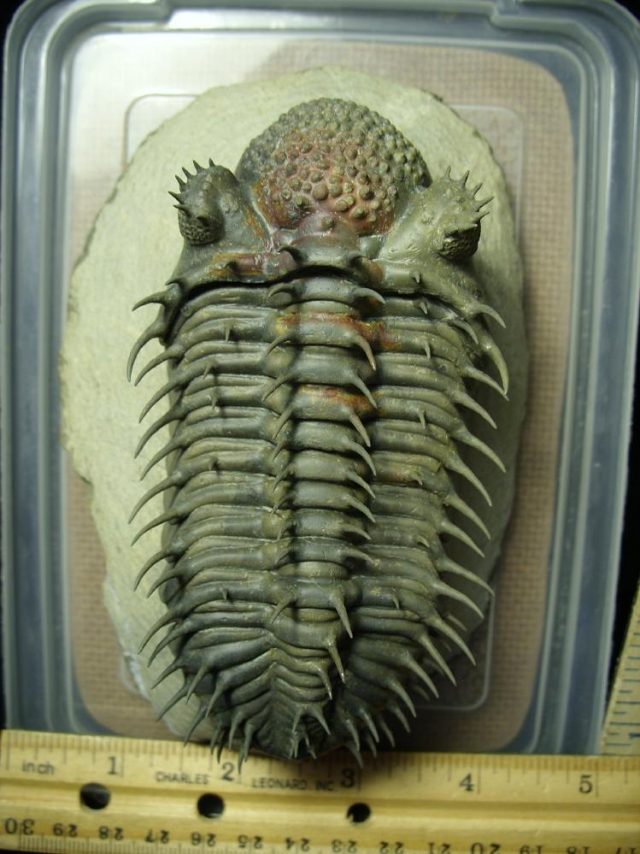 Drotops Trilobite – Arthropod (041621m)