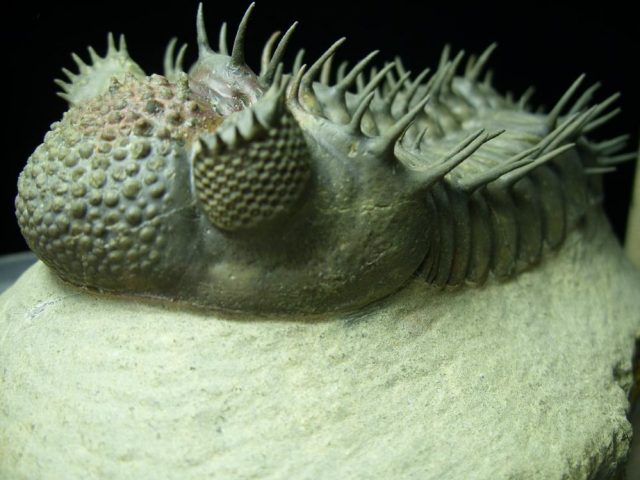 Drotops Trilobite – Arthropod (041621m) - Image 2