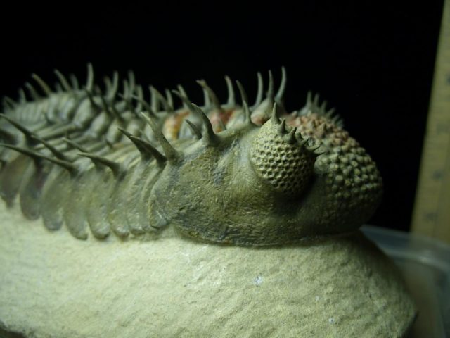Drotops Trilobite – Arthropod (041621m) - Image 3