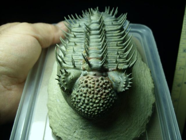 Drotops Trilobite – Arthropod (041621m) - Image 4