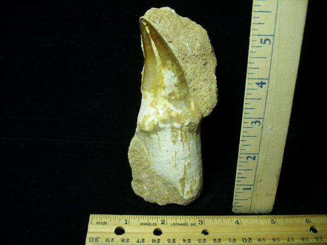 Large “Natural” Mosasaur Tooth in Rock (041621n)