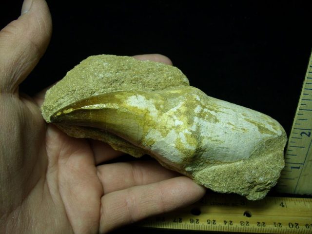 Large “Natural” Mosasaur Tooth in Rock (041621n) - Image 2