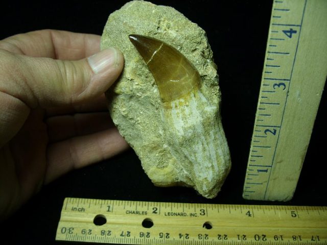Large “Natural” Mosasaur Tooth in Rock (041621p)