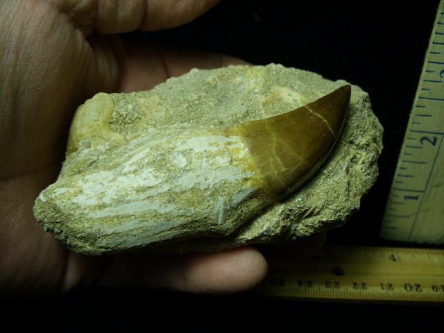 Large “Natural” Mosasaur Tooth in Rock (041621p) - Image 2