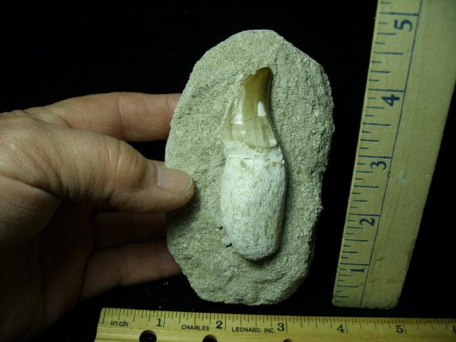 Large “Natural” Mosasaur Tooth in Rock (041621r)