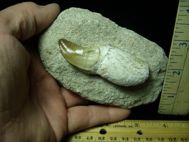 Large “Natural” Mosasaur Tooth in Rock (041621r) - Image 2