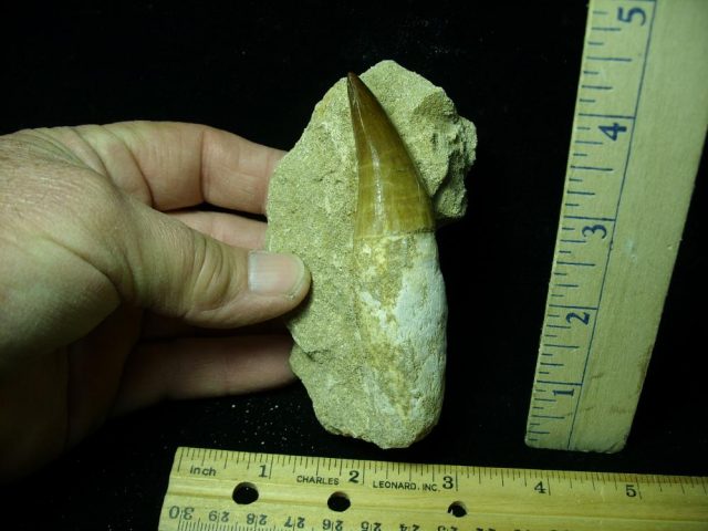 Large “Natural” Mosasaur Tooth in Rock (041621s)