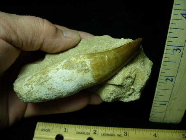 Large “Natural” Mosasaur Tooth in Rock (041621s) - Image 2