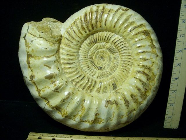 Extra Large Polished Ammonite (042021d)