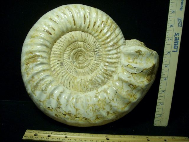 Extra Large Polished Ammonite (042021d) - Image 2