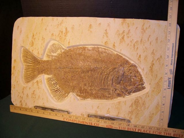 Phareodus Fossil  Fish Plate (042221b),,,, ON HOLD for Doug D  09/08/21