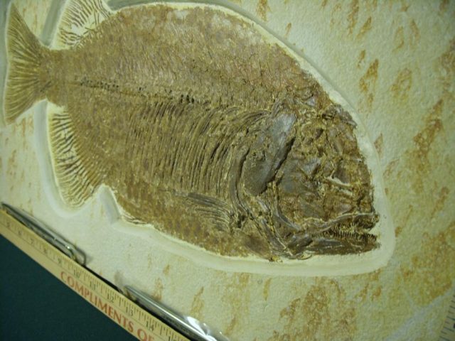 Phareodus Fossil  Fish Plate (042221b),,,, ON HOLD for Doug D  09/08/21 - Image 2