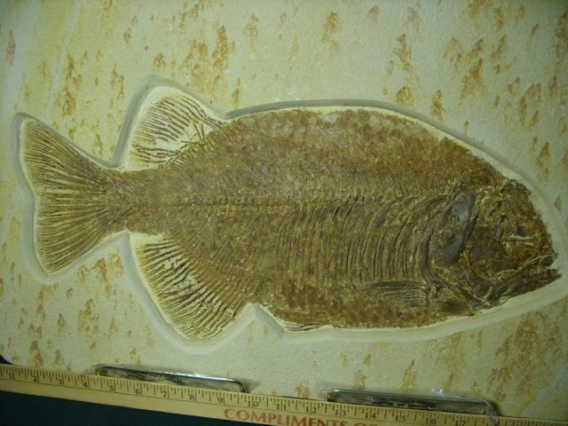 Phareodus Fossil  Fish Plate (042221b),,,, ON HOLD for Doug D  09/08/21 - Image 3