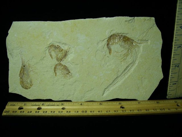 Nice Articulated Fossil Shrimps  (042221e)