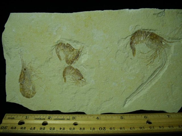 Nice Articulated Fossil Shrimps  (042221e) - Image 2