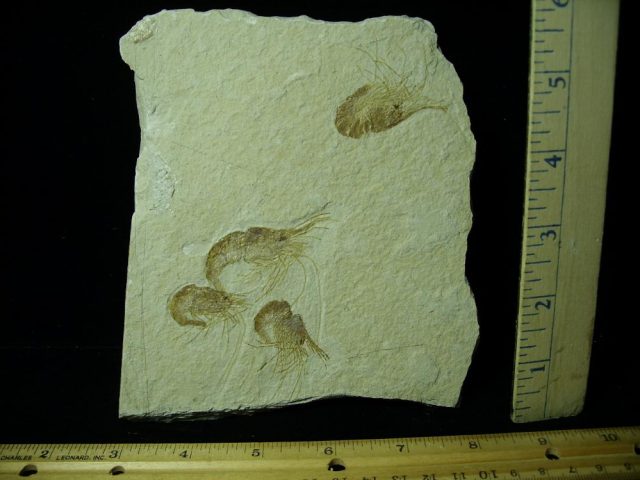 Nice Articulated Fossil Shrimps  (042221f)