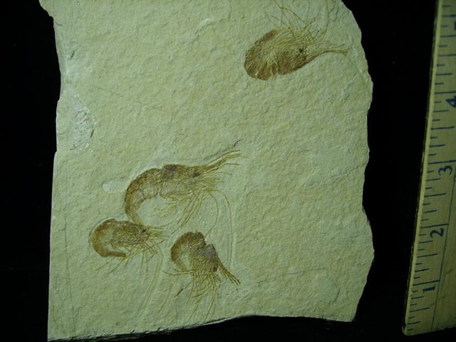 Nice Articulated Fossil Shrimps  (042221f) - Image 2