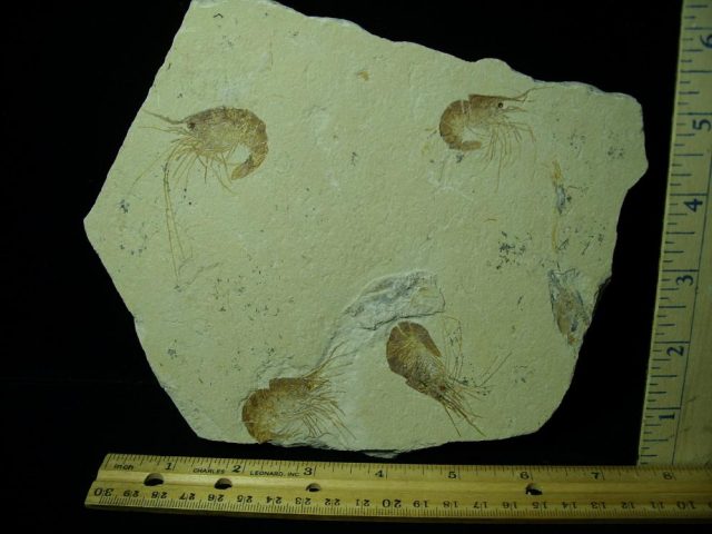 Nice Articulated Fossil Shrimps  (042221h)