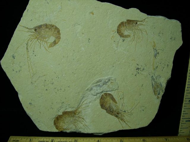 Nice Articulated Fossil Shrimps  (042221h) - Image 2