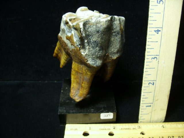 Fossilized Prehistoric Wooly Rhinoceros Tooth(042321b) - Image 2
