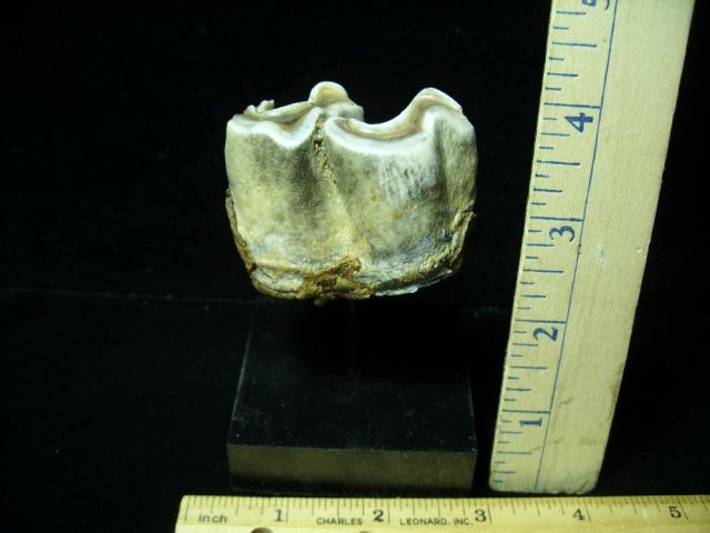 Fossilized Prehistoric Wooly Rhinoceros Tooth(042321c)