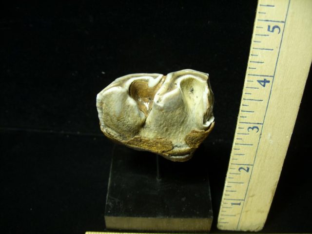 Fossilized Prehistoric Wooly Rhinoceros Tooth(042321c) - Image 2