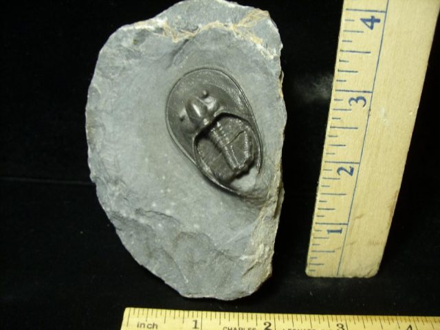 Fossilized Harpes Trilobite – Arthropod (042321h)