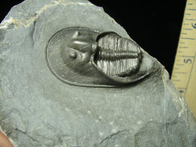 Fossilized Harpes Trilobite – Arthropod (042321h) - Image 2