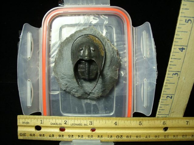 Fossilized Harpes Trilobite – Arthropod (042321m)