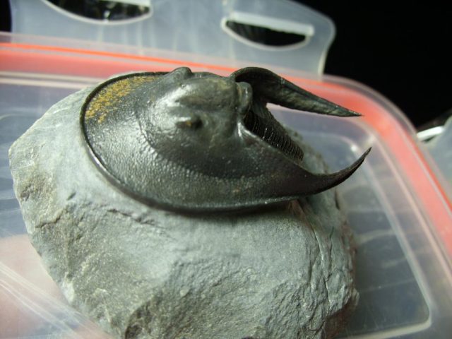 Fossilized Harpes Trilobite – Arthropod (042321m) - Image 2