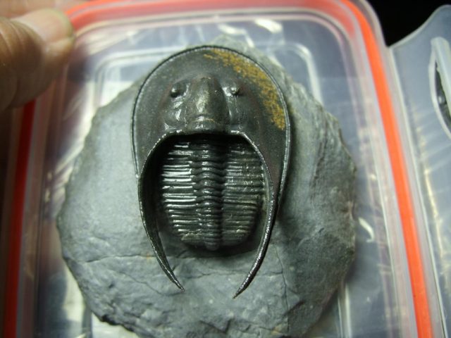 Fossilized Harpes Trilobite – Arthropod (042321m) - Image 3