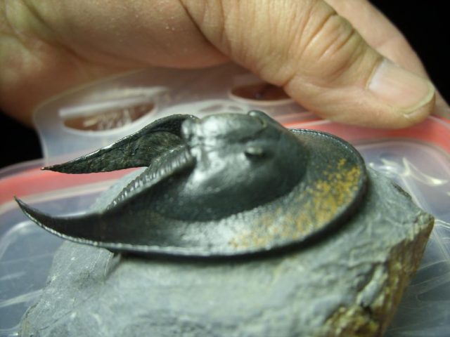 Fossilized Harpes Trilobite – Arthropod (042321m) - Image 4