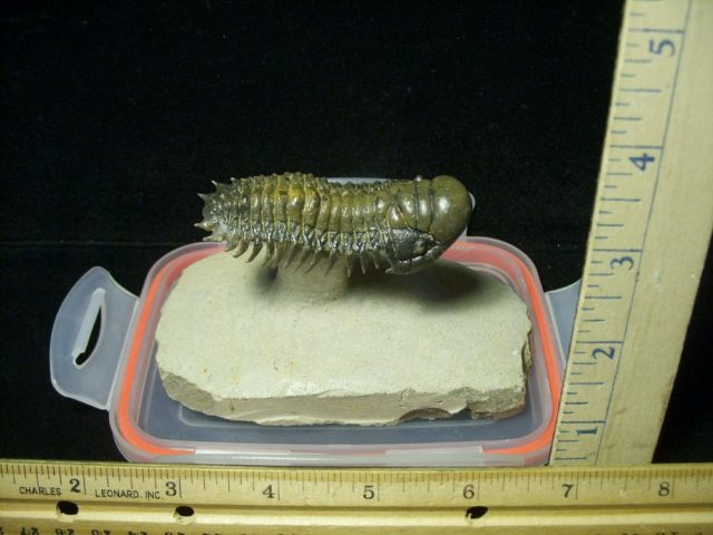 Fossilized Trilobite – Crotalocephalina (042321n)
