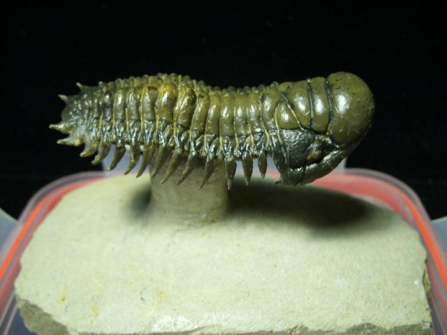 Fossilized Trilobite – Crotalocephalina (042321n) - Image 2