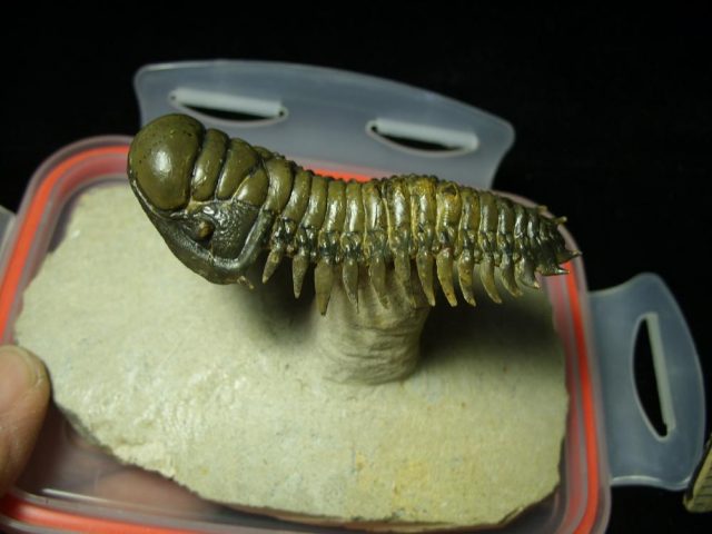 Fossilized Trilobite – Crotalocephalina (042321n) - Image 3