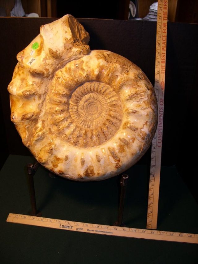 Extra-Extra Large Polished Ammonite (041421d)