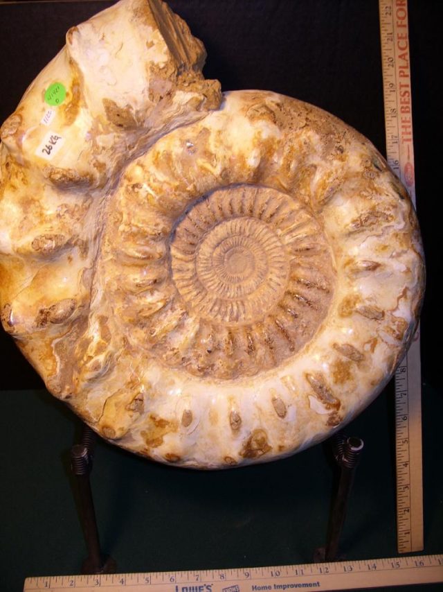 Extra-Extra Large Polished Ammonite (041421d) - Image 2