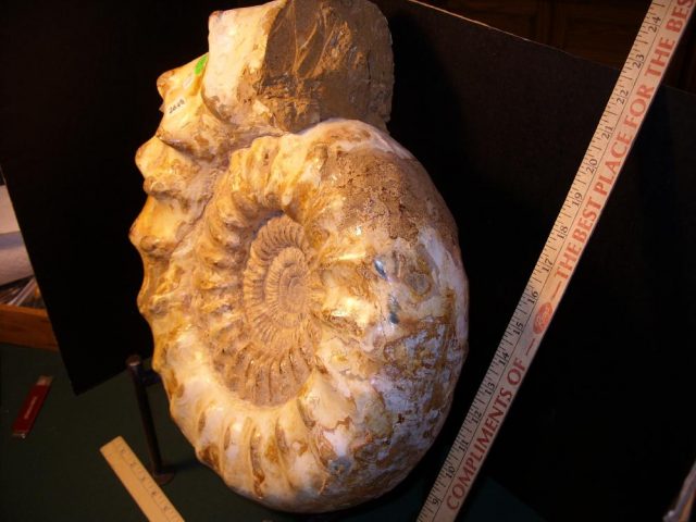 Extra-Extra Large Polished Ammonite (041421d) - Image 3
