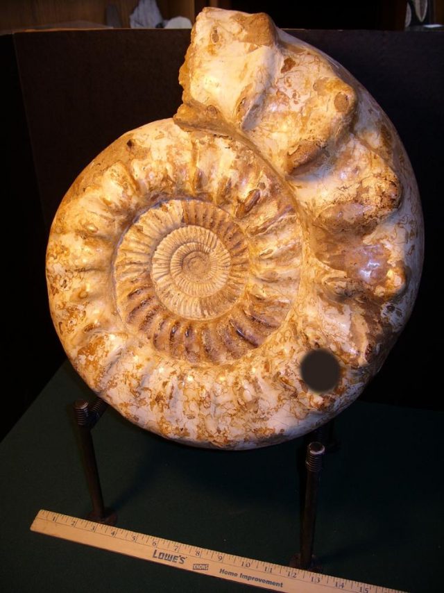 Extra-Extra Large Polished Ammonite (041421d) - Image 4