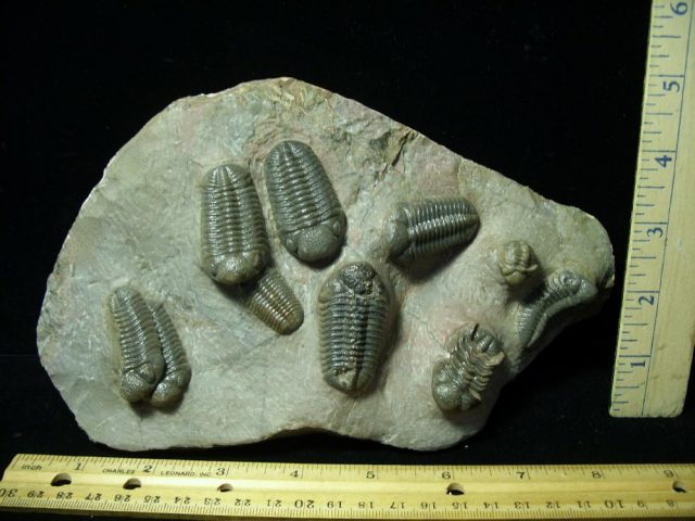Rare Fossilized Trilobites – Austerops (042521c)..* “SPECIAL – BELOW DEALER COST ”