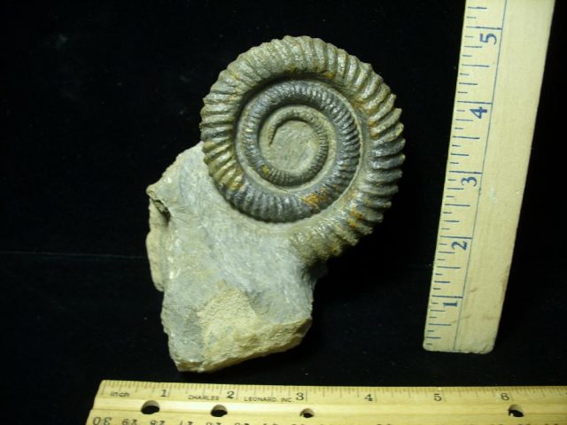 Moroccan Ammonite Anetoceras (047221d)