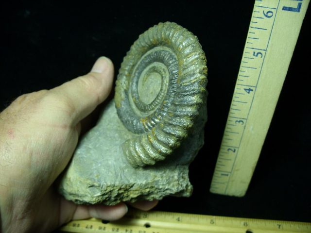 Moroccan Ammonite Anetoceras (047221d) - Image 2