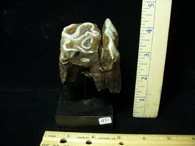 Prehistoric Wooly Rhinoceros Tooth(048721a)